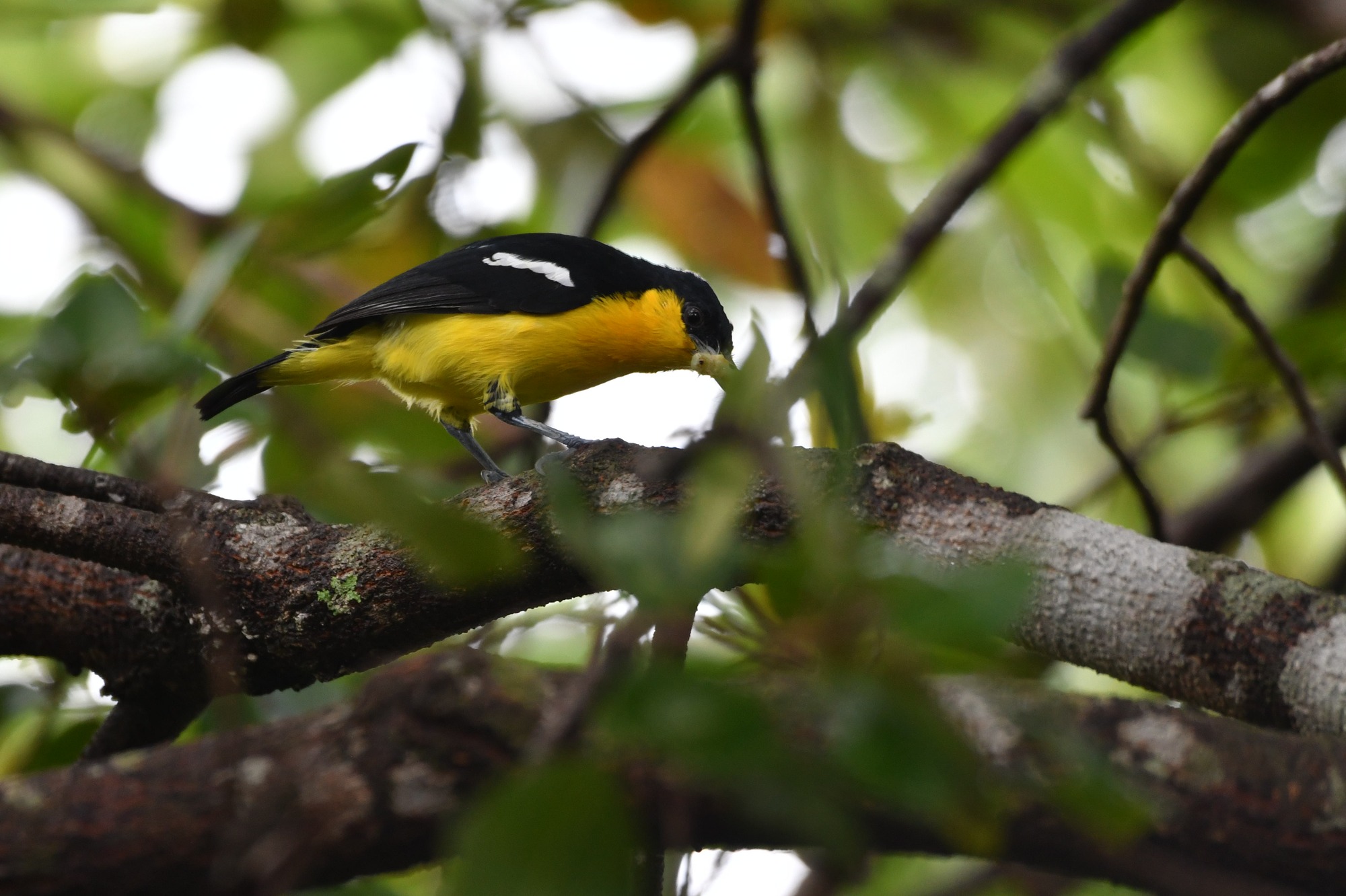 Gewone iora (Aegithina tiphia)